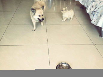 肉丁mama的貼心家庭寵物寄養(yǎng) 為北京寵物主人分憂