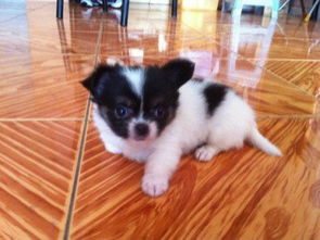 探索hk 88db.com 一站式寵物服務平臺