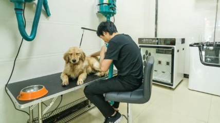 長沙正規(guī)寵物醫(yī)院與專業(yè)寵物服務(wù)全指南