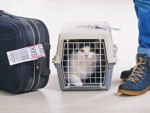 淮安寵物托運服務全攻略 專業、安全與便捷的選擇